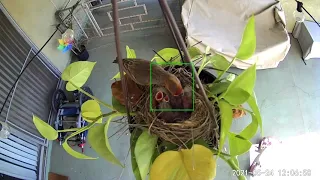 *DO NOT WATCH IF SENSITIVE* Cooper’s Hawk Eats ALL Baby Birds in Pothos Plant