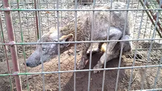 REAL CHUPACABRA!!! in Cooke County with Aaron Smith near Gainesville, TX