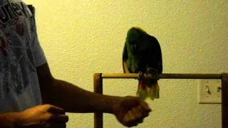 How to teach you bird to talk on cue and wave at the same time