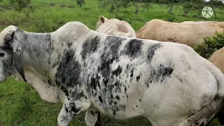 COMO DESARROLLAR Y ENGORDAR EN PASTOREO