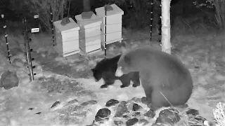 Bear and cub at the Electric Fence