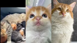 Kitten Born In Abondoned Car Turns Into Big Fluffy Cat!