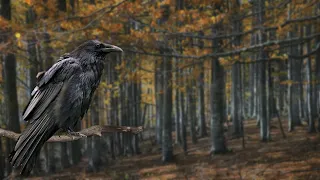 Autumn Sounds - Raven Bird Calls & Wind - 3 Hours - Pure Nature Ambience