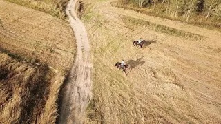 лошади русской верховой