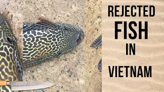 REJECTED PLECO FISH IN VIETNAM 🇻🇳 #eslteachers #pleco #kwekusikaniabrante