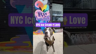 NYC Ice Cream Love w/Hudson the Dog #cutedog #doglover #pitbull #icecream #nyc #dogshorts #doglife