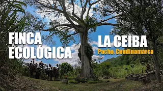 Conociendo UN ÁRBOL DE 350 AÑOS en Pacho, Cundinamarca / Un paraiso natural