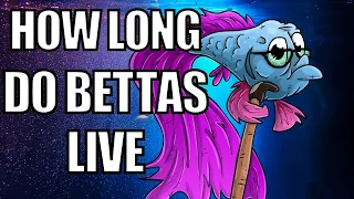 How Long Do Betta Fish Live | Betta Fish Lifespan