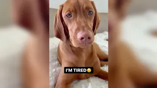 Cute and funny vizsla dogs tiktok compilation part 2