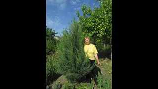 Ялівець скельний Блю Ерроу. Juniperus scopulorum Blue Arrow