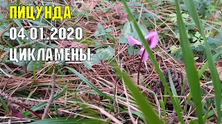 АБХАЗИЯ | Пицунда | Первые цикламены 4 января 2020 года