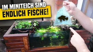 Endlich! Aquarien Fische für meinen Miniteich