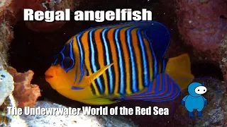 Подводный мир Красного моря. Regal angelfish или Королевская рыба-ангел