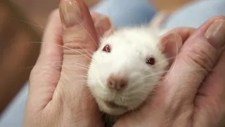 Как создать дом для любимой крысы 🐁🏡