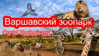 Miejski Ogród Zoologiczny w Warszawie, Зоопарк в Варшаве 2020 году / Польша / ZOO