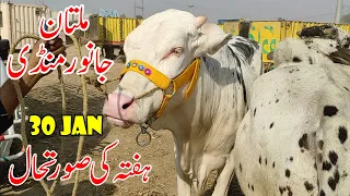 Multan Cattle Market Saturday 30 Jan 2021 Latest Update Must visit | Qurbani 2021 | SS Tv |