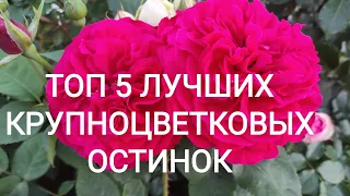 5 сортов роз.  Лидеры первой волны цветения. 22 июня, розы Д. ОСТИНА