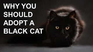 Why You Should Adopt A Black Cat!?