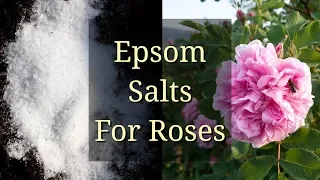 Epsom Salts for Roses
