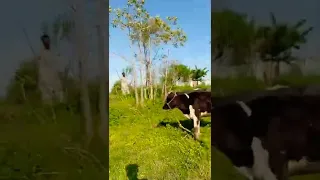 cow farm in Russia #shorts