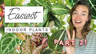 EASIEST Houseplants Part 2 🌱 The Easiest, Lowest Maintenance Indoor Plants