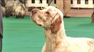 The English Setter - Bests of Breed