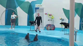 Dolphin show in Pattaya Thailand