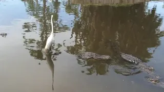 A crane riding on a alligator