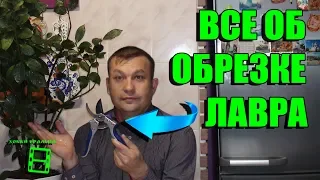 ОБРЕЗКА ЛАВРА БЛАГОРОДНОГО В ДОМАШНИХ УСЛОВИЯХ ПРОЩЕ ПРОСТОГО. ЭКЗОТИКА НА ПОДОКОННИКЕ