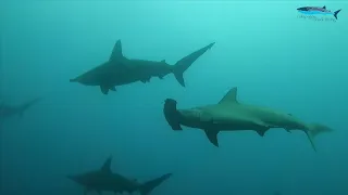 Galapagos Shark Conservation Dive Trip Sep 2021