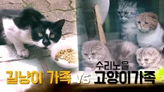 SURI&NOEL Cats vs Street Cats Family [SURI&NOEL]