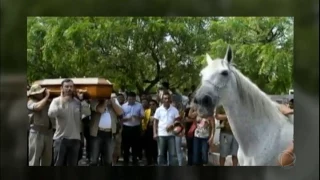 Em velório do dono, cavalo deita a cabeça no caixão e deixa família emocionada