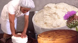 QUESO DE FLOR artesanal. Elaboración manual con la flor seca del cardo y leche fresca | Documental