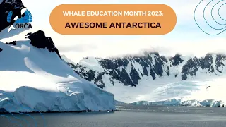 1. ORCA's Whale Education Month 2023: All About Antarctica