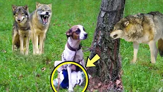 Волки хотят напасть на собаку с привязанными к дереву щенками, но затем слышат выстрел охотника!