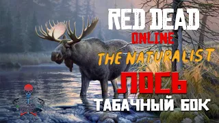 Read Dead Online (RDR Online) - Легендарные животные / Лось "Табачный Бок" / Усыпить и взять Анализы