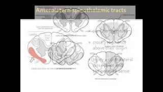 Spinal Cord and Vertebral Trauma