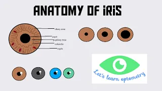 Anatomy of iris