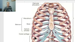 Anatomy for applied medical science(Respiratory Department) 5 (Sternum), by Dr.Wahdan