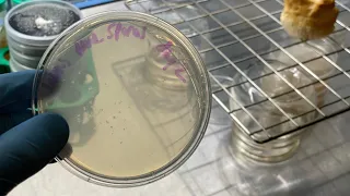 NEW LIONS MANE BREEDING TECHNIQUE - collecting spore isolates real time! (no microscope necessary)