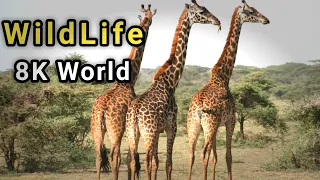 Animal Wildlife 8K World | Giraffe Full HD 8K Animals World