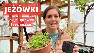 Jeżówki. Jak je uprawiać i rozmnażać.