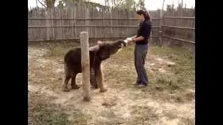 Baby Elephant Feeding Time