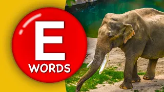 Words starting with E ❤️ - Learn Words that start with E sound (full HD) #animals #learn #knowledge