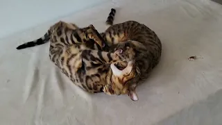 Bengal cat playing (1)