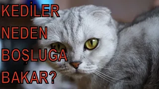 KEDİLER NEDEN BOŞLUĞA BAKAR ? BU VİDEODAN SONRA KEDİLERE BAKIŞ AÇINIZ DEĞİŞEBİLİR !