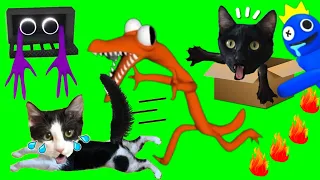 Como pasarse Rainbow Friends Roblox pero jugando vs 2 gatitos / Videos de gatos Luna y Estrella