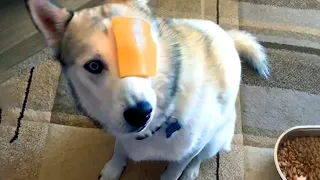 Silly Dogs to Make You Laugh  | Funny Pet Videos