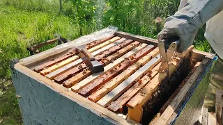 Отводок лучшая мера от роения. #пчеловодство #улей #пчелы