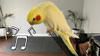 Female Cockatiel Singing Sounds